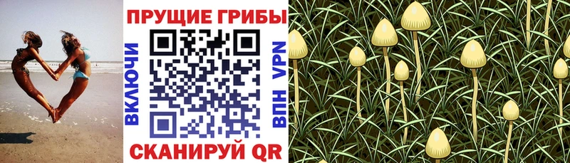 Псилоцибиновые грибы ЛСД  ссылка на мегу маркетплейс  Черкесск 